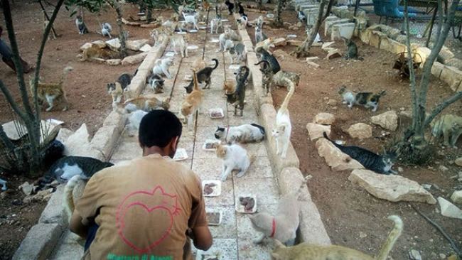 syrie-chats-alep-cat-man-2
