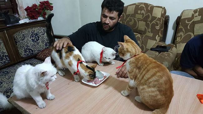 syrie-chats-alep-cat-man-3