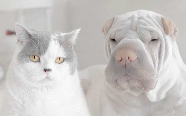 Portraits Chien Sharpeï Chat Blanc