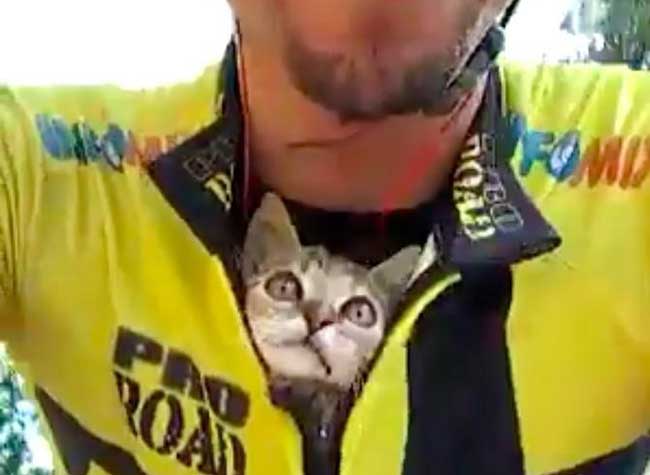 Cycliste Chaton Viitor Fonseca