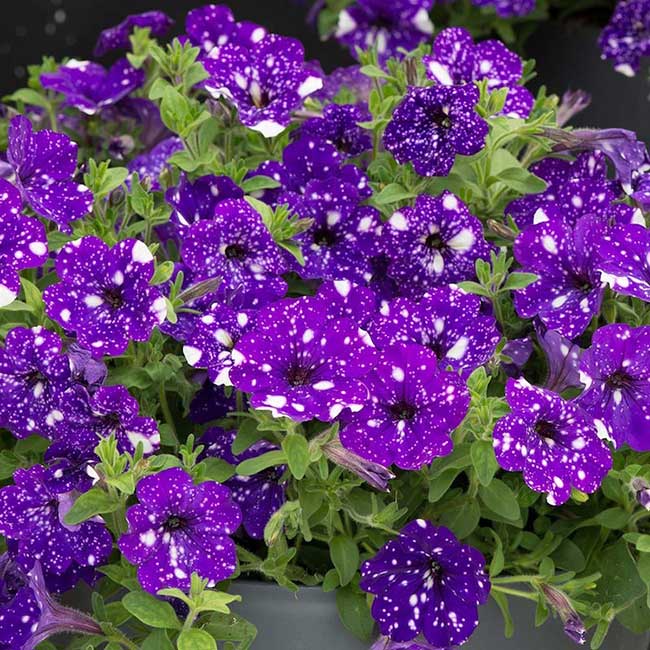 Fleurs Pétunias