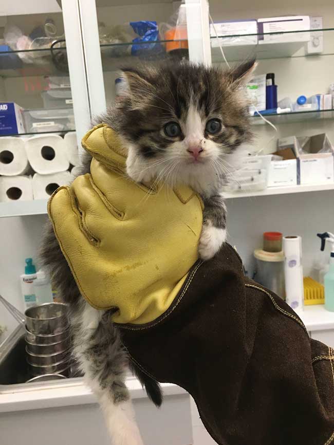 chaton sauve nugget chat adoption