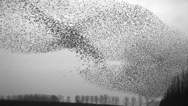 murmuration jan van ijken millier oiseaux essaims