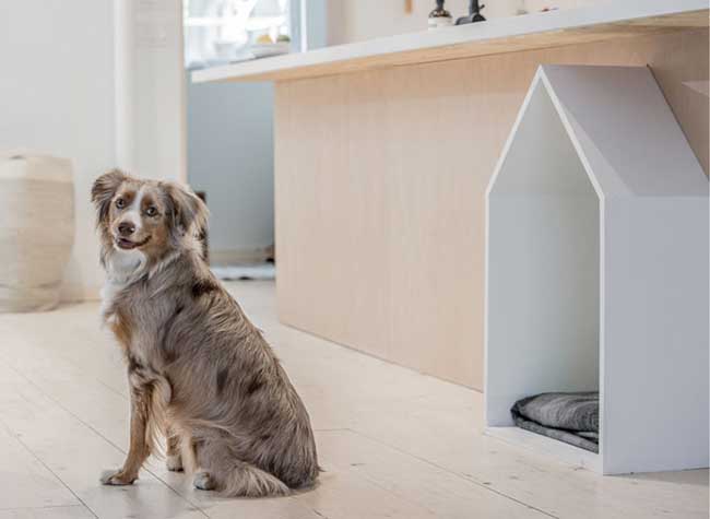 renovation maison chien espace lit