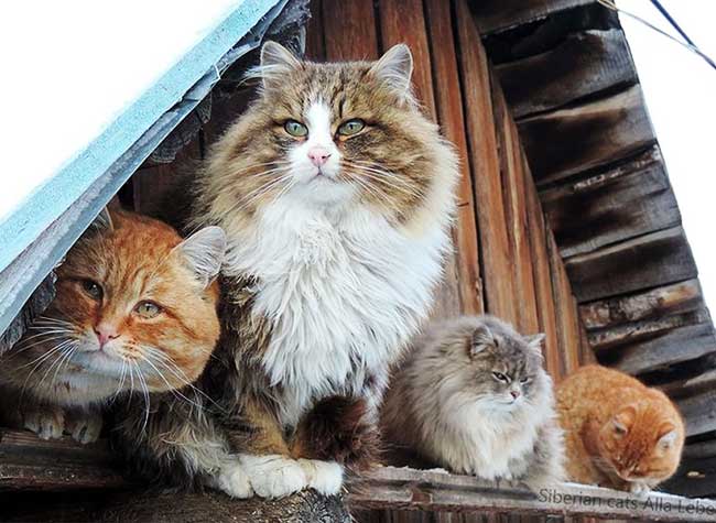 portraits chats sibériens alla lebedeva