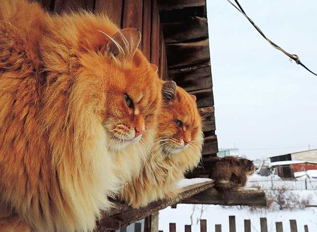 portraits chats sibériens alla lebedeva