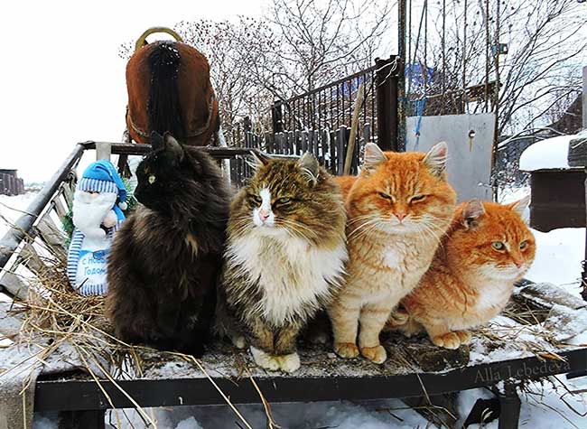 portraits chats sibériens alla lebedeva