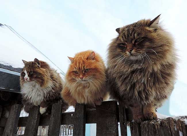 portraits chats sibériens alla lebedeva