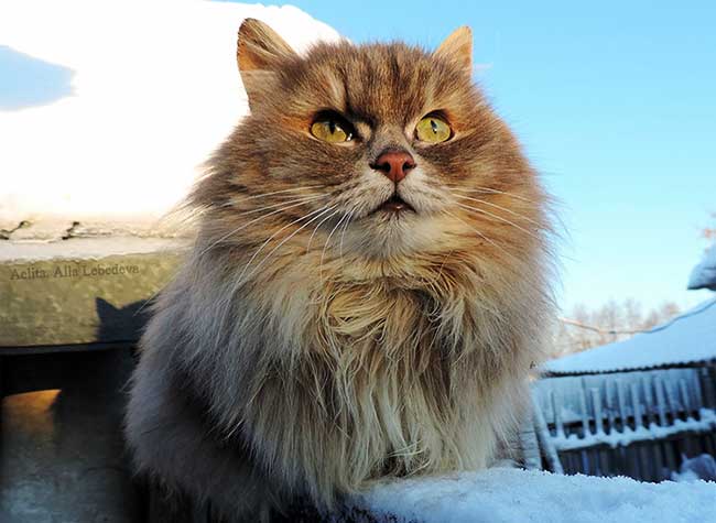 portraits chats sibériens alla lebedeva
