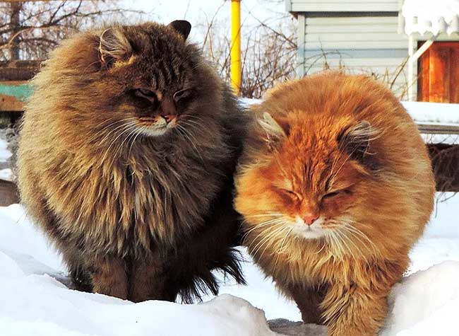 portraits chats sibériens alla lebedeva