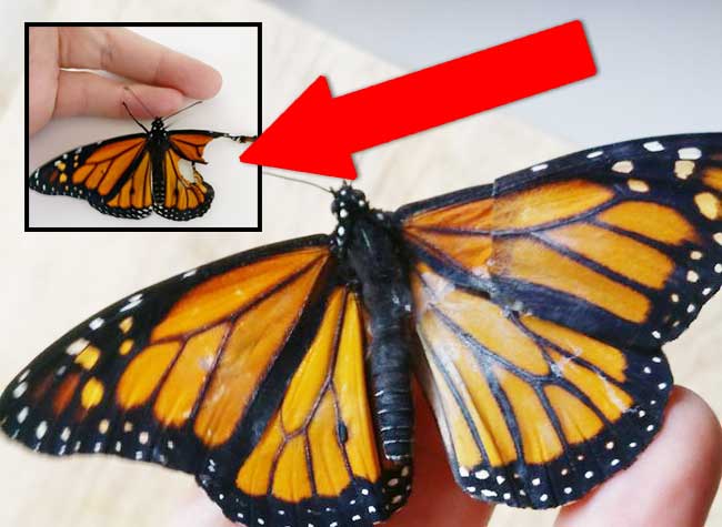 papillon monarque transplantation greffe aile