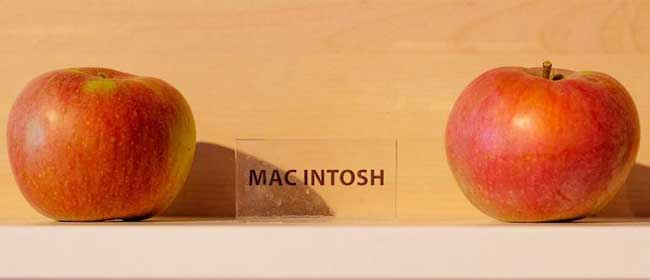 Un Apple Store avec de Vraies Pomme Y a que ca de Vrai