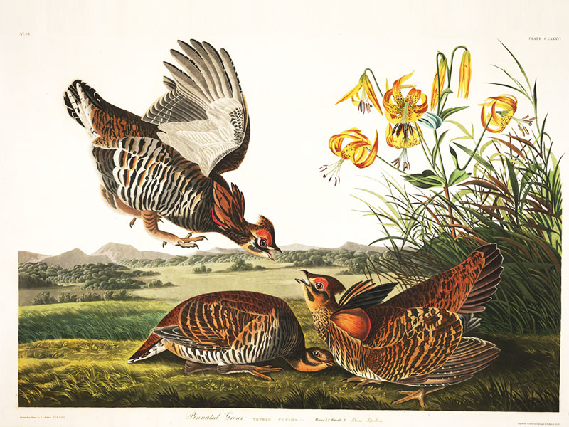 illustrations oiseaux John audubon gratuit 01 - 435 Illustrations d'Oiseaux de John Audubon à Télécharger Gratuitement - Oiseaux, Internet, Illustration