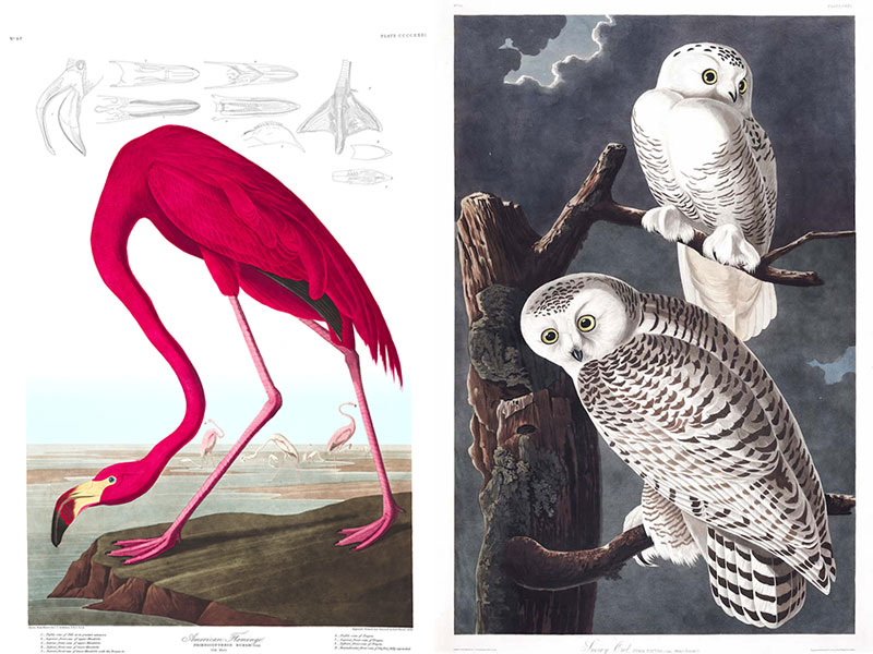 illustrations oiseaux John audubon gratuit 02 - 435 Illustrations d'Oiseaux de John Audubon à Télécharger Gratuitement - Oiseaux, Internet, Illustration