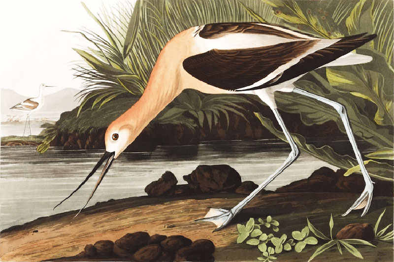 illustrations oiseaux John audubon gratuit 03 - 435 Illustrations d'Oiseaux de John Audubon à Télécharger Gratuitement - Oiseaux, Internet, Illustration