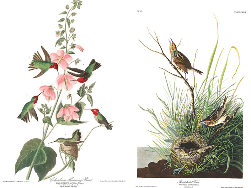 illustrations oiseaux John audubon gratuit 04 - 435 Illustrations d'Oiseaux de John Audubon à Télécharger Gratuitement - Oiseaux, Internet, Illustration