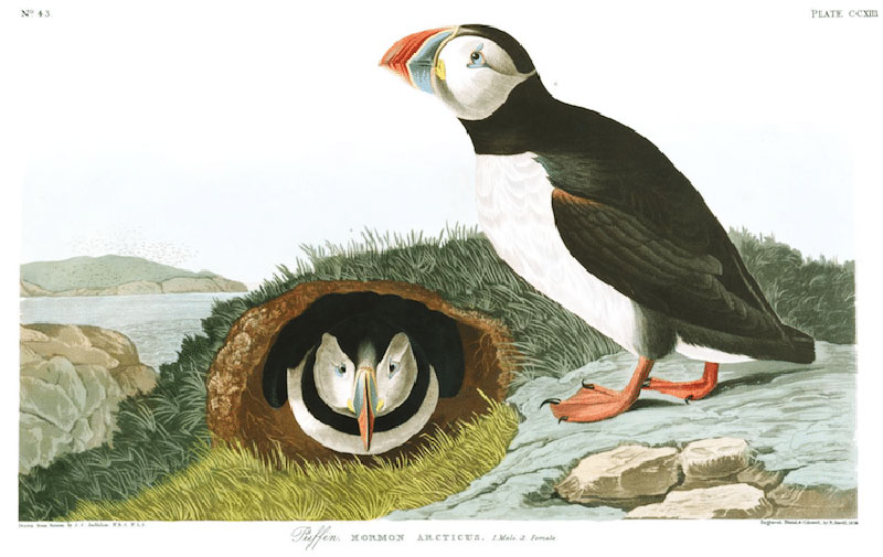 illustrations oiseaux John audubon gratuit 10 - 435 Illustrations d'Oiseaux de John Audubon à Télécharger Gratuitement - Oiseaux, Internet, Illustration