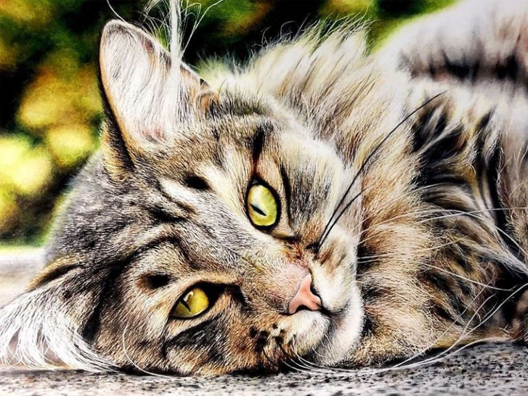 Dessins de Chats Hyper Réalistes par Haruki Kudo - MaxiTendance