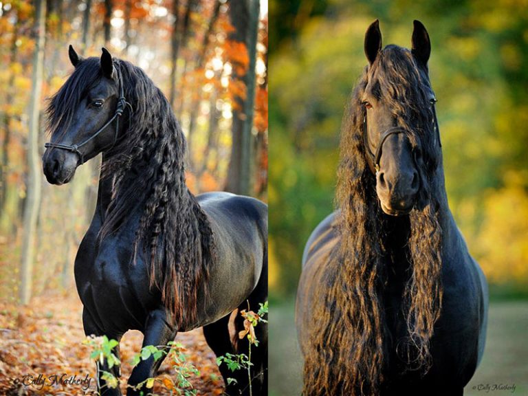 Frederik the Great, le plus Beau Cheval au monde est un Frison