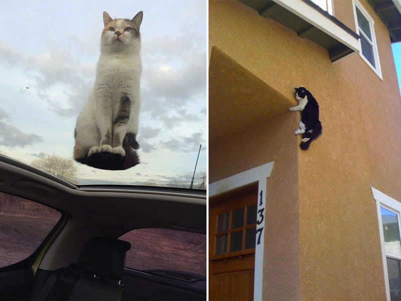 chats grimpeurs loi gravite