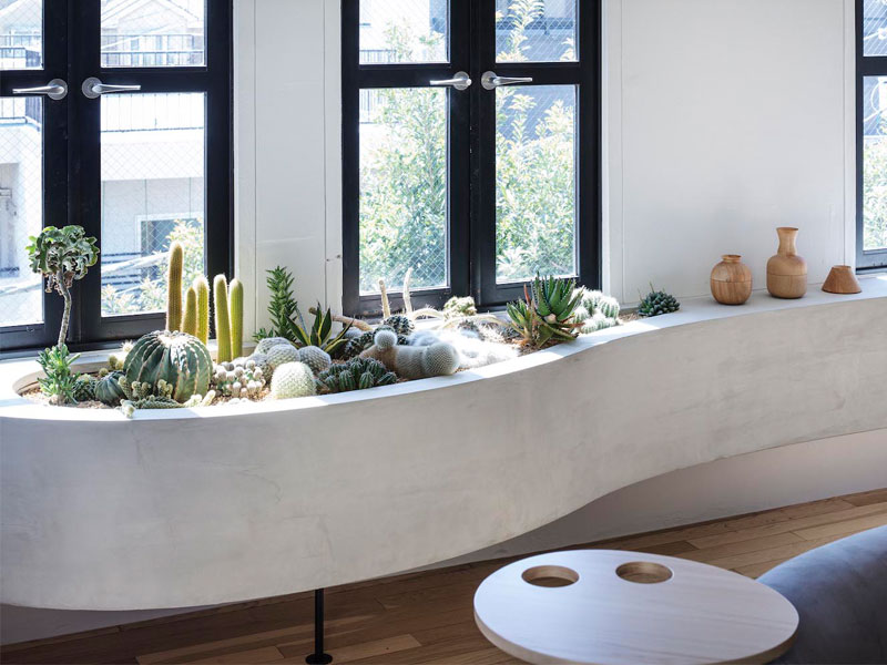 jardiniere appartement cactus