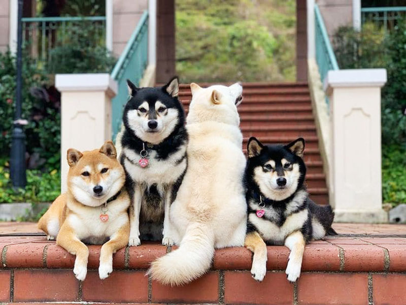 hina chien shiba photobombing