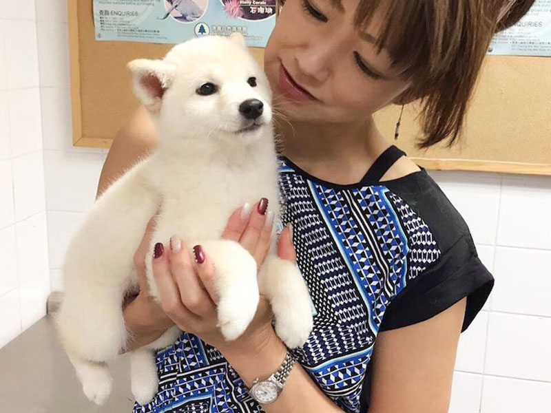 hina chien shiba photobombing