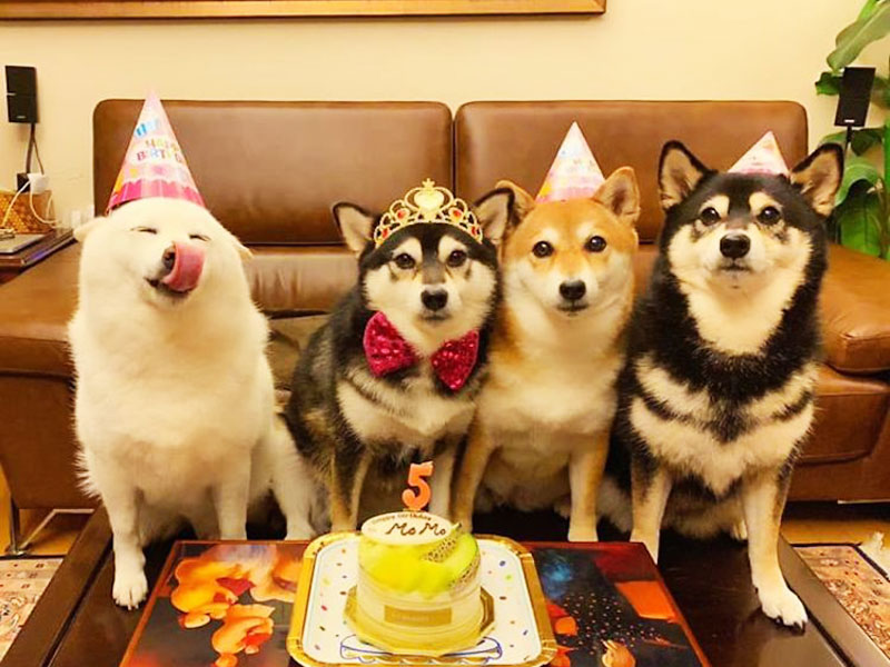 hina chien shiba photobombing