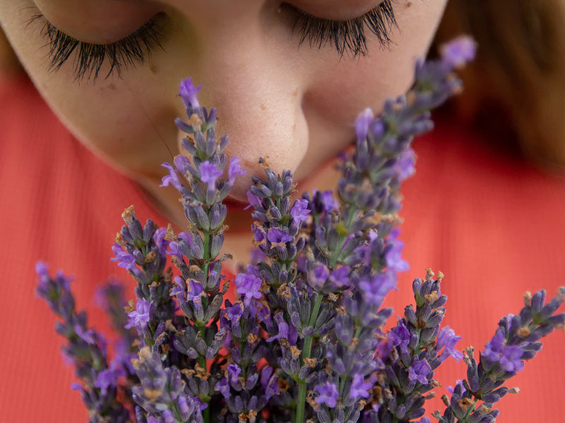 meilleur plantes d'interieur 2020 2021