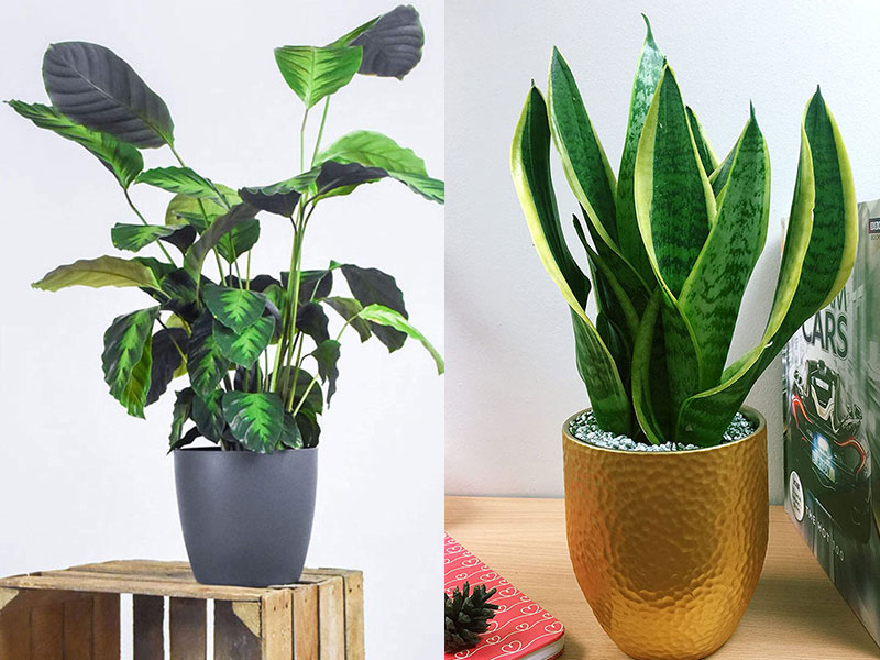 meilleur plantes d'intérieure 2020 2021