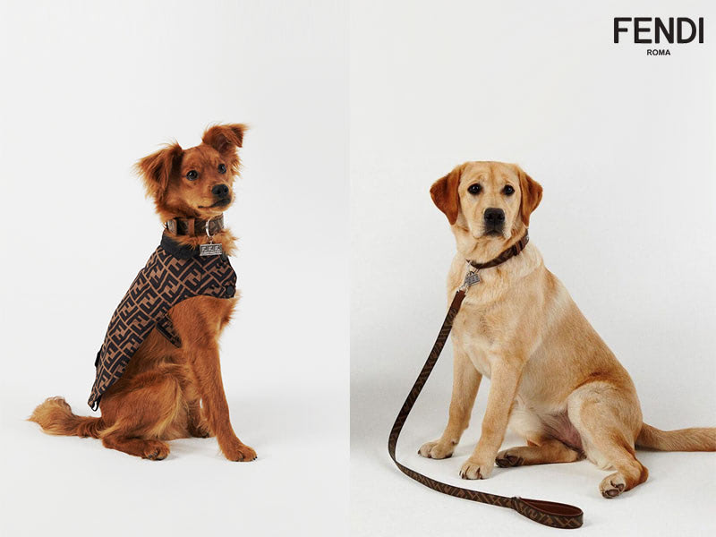 Fendi Dog Cat