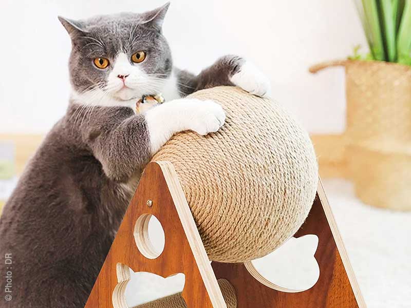 chat griffes