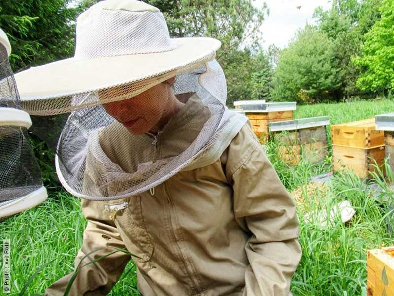 Abeilles Ava Roth