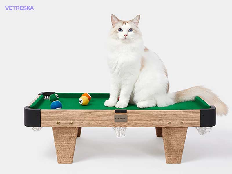 Meownooker Chat