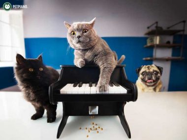 The Pet Piano Chien Chat Croquettes Prix