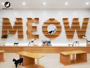 Meow Parlour Cafe New York pour Chats à adopter
