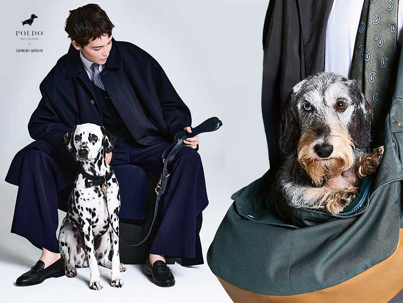 giorgio-armani-poldo-dog-couture-vetements-accessoires-chiens-chats-luxe-avis-prix