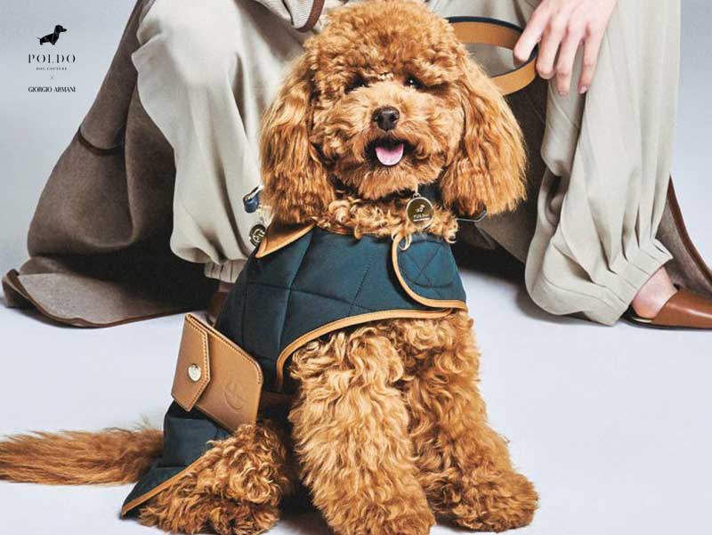 giorgio-armani-poldo-dog-couture-vetements-accessoires-chiens-chats-luxe-avis-prix