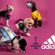 adidas-pet-coupe-du-monde-football-2026-fifa-maillots-accessoires-chiens-chats-avis-prix